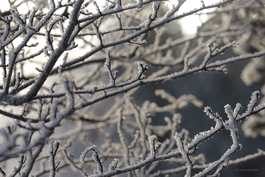 Sugar Coated(c) gif by riverwindphotography, January 2022 #riverwind gifs#winter#frosted trees#frost#sunlight#nature