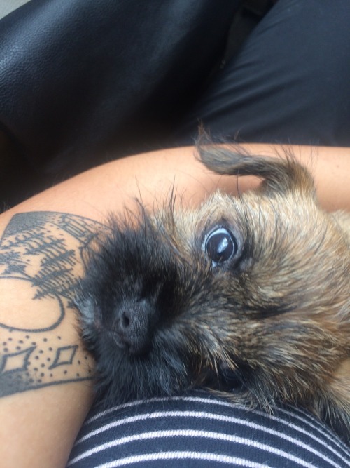 actualdogvines:  oh hello there lil buddy (Pomeranian/Shih Tzu) (submitted by skuzz-queen)