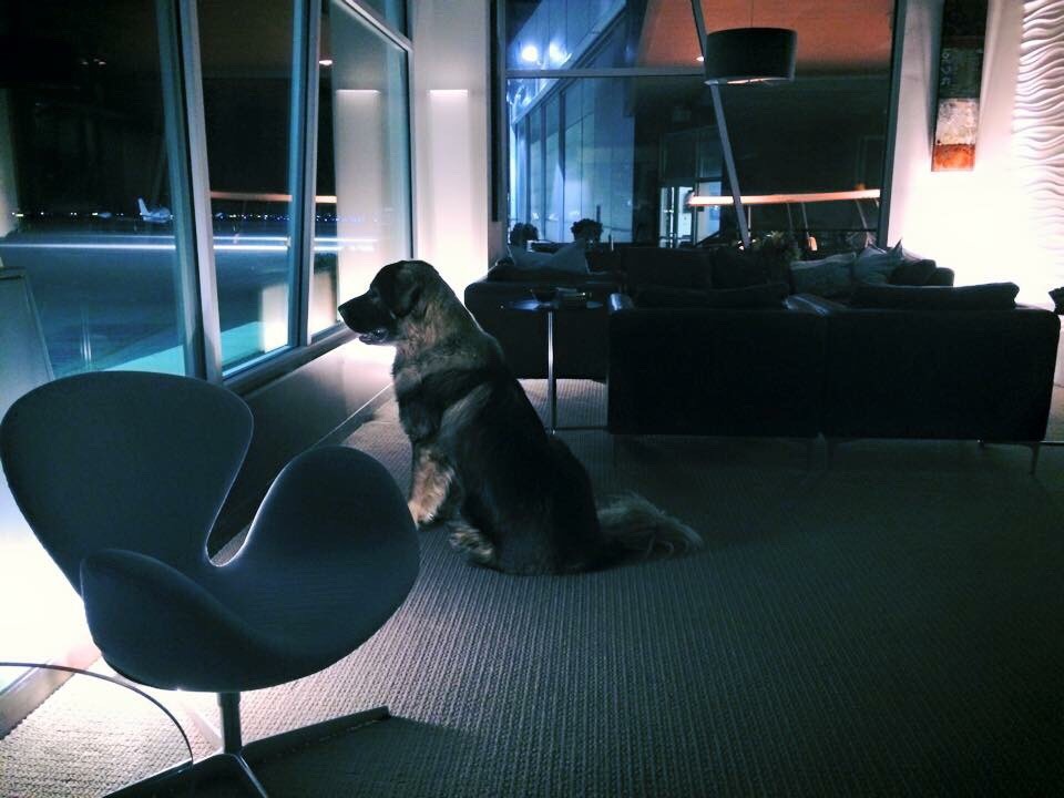 all-dog-breeds:  My big boy watching over the ramp at work last night. :)