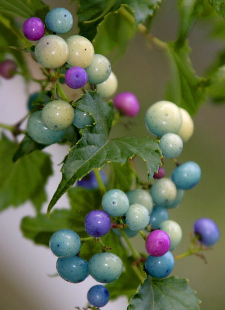 demonologys:   Porcelain-berry is a deciduous, climbing vine of the grape family which can grow, wit