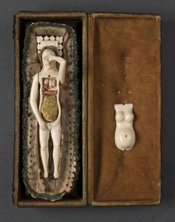 Small anatomical models with removable organs