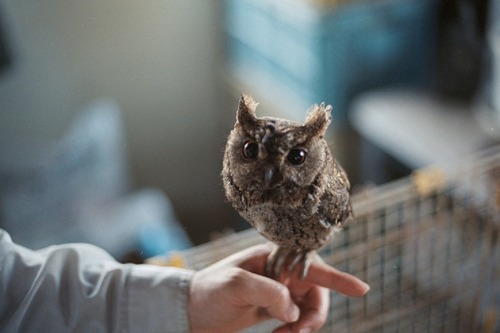 thewinterotter:This is ridiculous, if you’re gonna tell me tumblr needs more pictures of baby owls