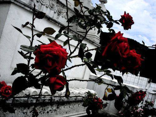 devilswhorehouse13:Mayh Ramone | via Facebook no We Heart It. weheartit.com/entry/74156156/vi