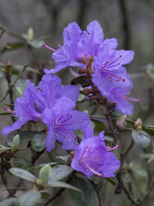 rhododendron garden