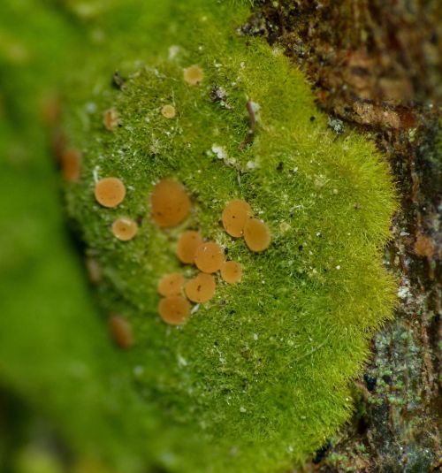 lichenaday: Coenogonium implexum *high pitched squeeking noises* can you believe this adorable lil p