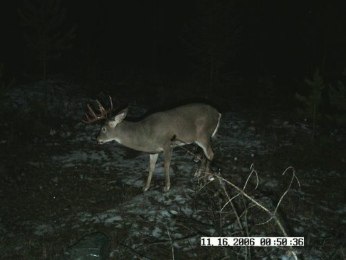 trailcams