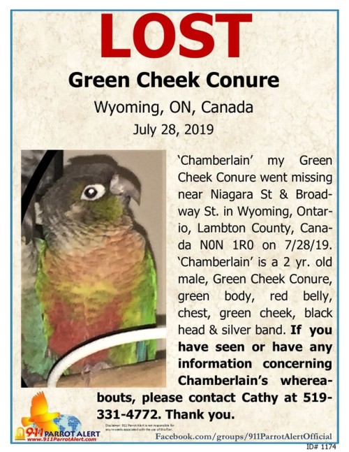 LOST - GREEN CHEEK CONURE, 7/28/19, ‘Chamberlain’, Niagra St & Broadway St, WYOMING,