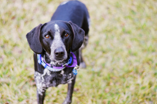  Silas was adopted from Henrico Humane Society! 