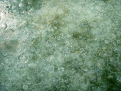 Bloom of moon jellies (Aurelia aurita), in Chesapeake Bay. Scott Kupiec