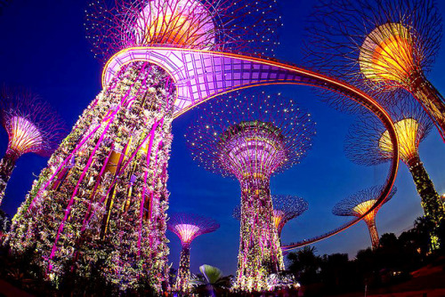 Supertrees at Singapore Gardens by the Bay | © Sanchai Loongroong &amp; Reezuan
