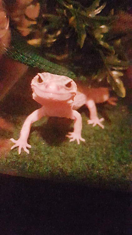 A photographer took photos of my gecko before and after calling her beautiful.