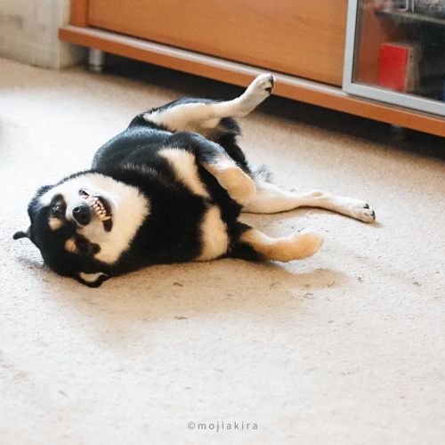 Monday mood ..#shibainu #shiba #shibapuppy #doglover #shibagram #shibalovers #shibadaily #shibaofthe