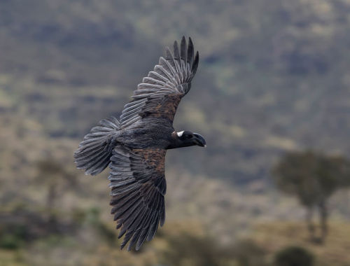 ainawgsd:Thick Billed RavenThe Thick-billed Ravens and the related Common Ravens have the distinctio