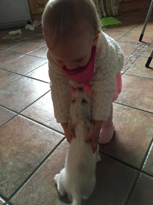 catsbeaversandducks:  Lilly The Puppy And Matilda “One evening about one and a half months ago I was driving with my youngest daughter on a dark road when a car in front of me slammed on a breaks forcing me to break sharply and nearly going of the road