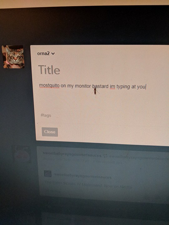 orna2: orna2: mostquito on my monitor bastard im typing at you 