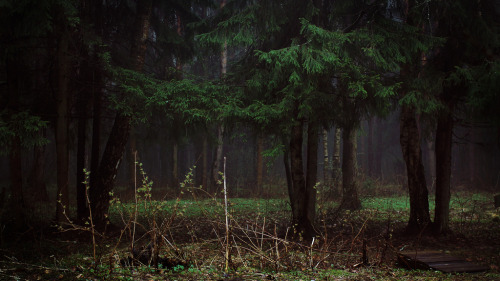 natural-magics:in my forest by Sonja Koshkoles