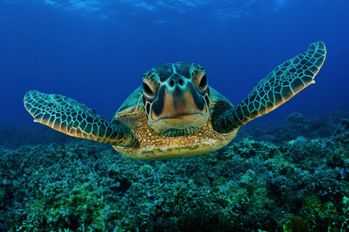 nubbsgalore:  marine turtles (the endangered loggerhead and green sea, the critically endangered hawksbill and the vulnerable pacific ridley) photographed by (click pic) harry otoi, christian miller, vaclav krpelik, reinhard dirscherl, michael patrick