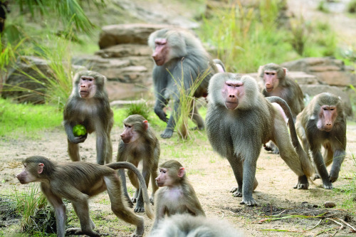 sdzoo:When our boisterous baboon band charges into their expansive, naturalistic habitat, the daily 