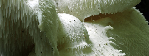 Stand-out fungus from my productive saturday foray. This is Hericium cirrhatus - the tiered tooth fu