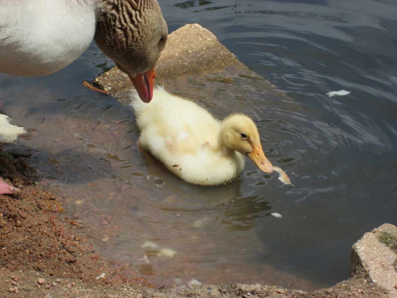 piraticoctopus:  This duckling has had no parents taking care of it for whatever