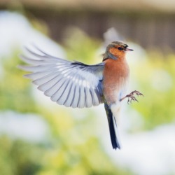Poetry in motion (Common Chaffinch)