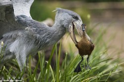 the-armed-utahn: noxvella:  journeyearth:   This duck got himself all in a flap after inadvertently straying into the path of a giant Shoebill while heading towards water. But it was all water off a duck’s back for the imposing 4ft tall bird which instead