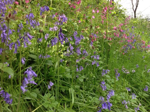 morigrrl: Bluebells and Pink Campions