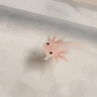 Axolotl Life Tumblr Posts Tumbral Com