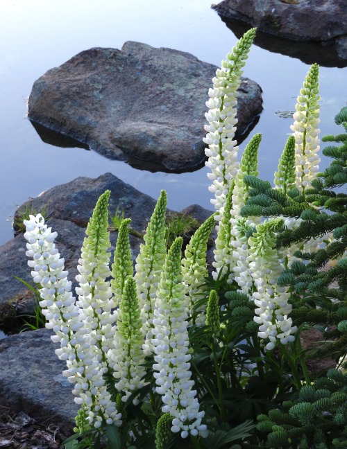 guidedsailor:Lupine, another view by the water.