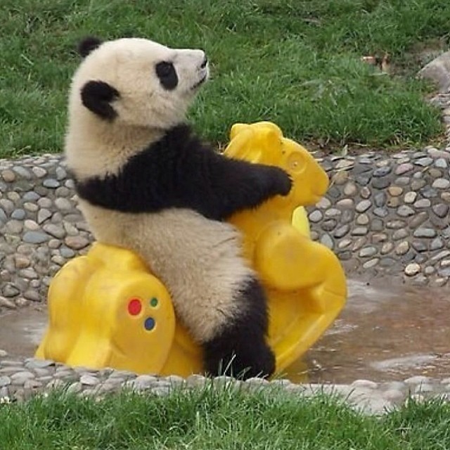 No time to explain.. Get to the chopper! #panda #cute #instagood #likeforlike #pandabear