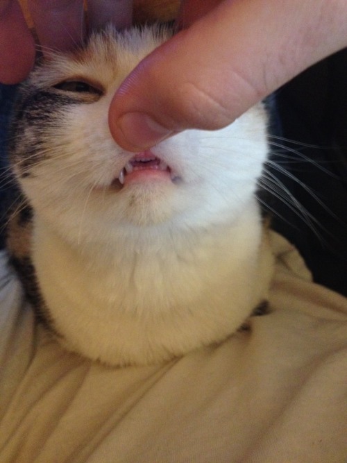 tumblr photo norafox 0