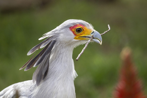 sdzsafaripark:  Do you know how the world’s tallest raptor, the secretary bird, got its name? Find out here. 