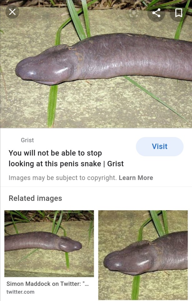 Penus Snake Penus Snake