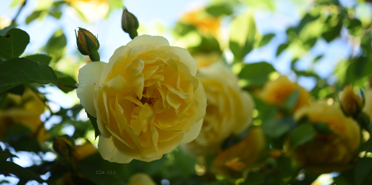 English Roses on Tumblr