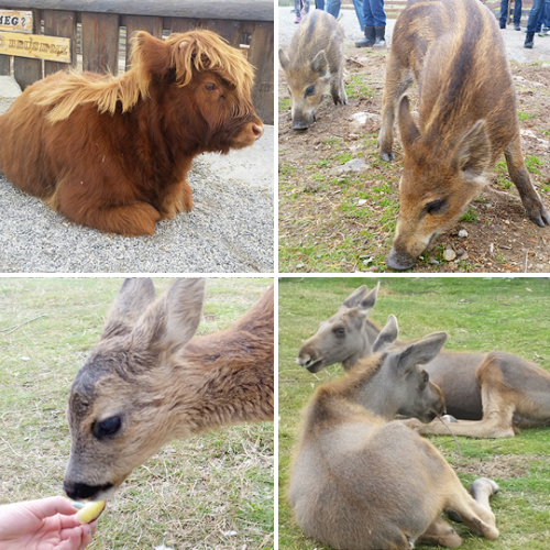 Pics from my visit to Langedrag Wildlife Park. I especially enjoyed visiting the lynxes because they