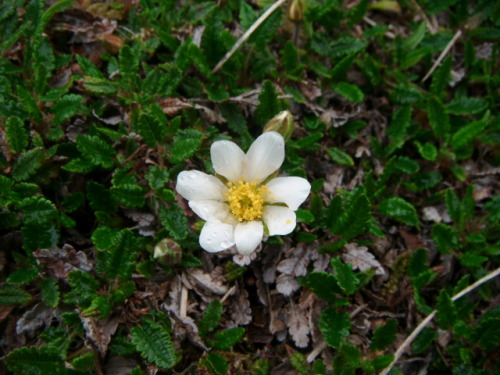 Mountain aven (Dryas octopetala). An Arctic alpine species in the Rosaceae. The Burren is one of the