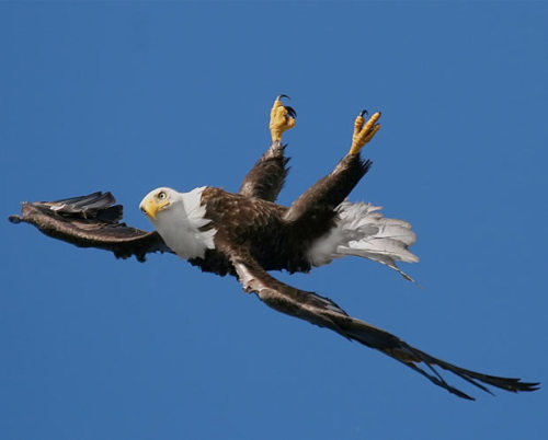 becausebirds:A Bald Eagle flying upside-downphotographed by Pam Mullins.