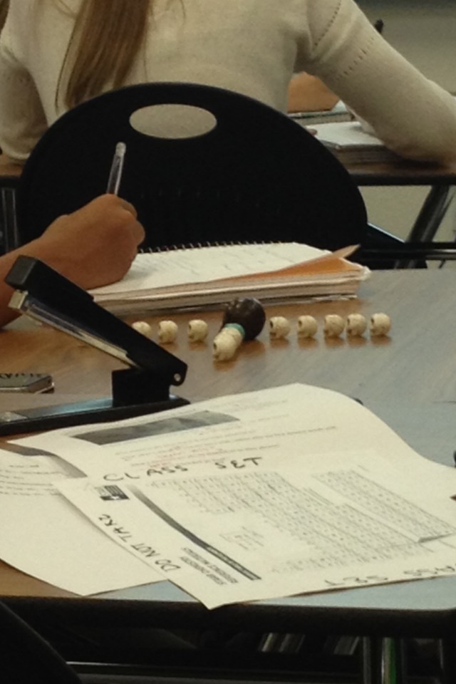 doomstrudel:  doomstrudel:  this kid has been arranging skulls all class i think