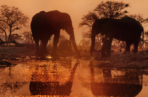 headlikealamb:nubbsgalore:photos by franz lanting in botswana’s okavango deltaoh my god