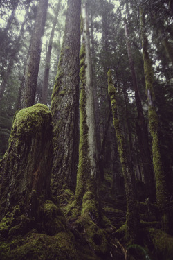 cubebreaker:  Portland based photographer Mako Miyamoto’s The Emerald Forest brilliantly captures a mysterious, lush forest landscape. 