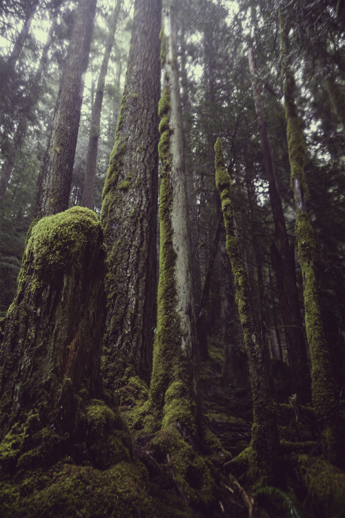 opticallyaroused:  Mako Miyamoto’s The Emerald Forest: Brilliant, Mysterious Landscapes 