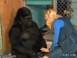 sixpenceee:  Koko the gorilla, is a female adult photos