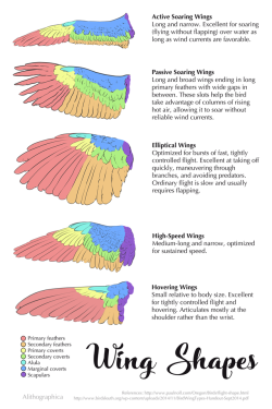 alithographica:This week: Form follows function! You can tell a lot about a bird by its wings.