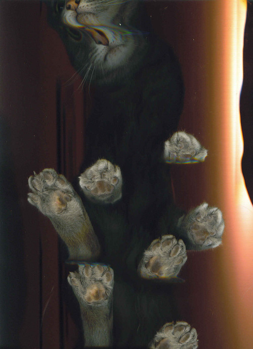 zzazu: thecatscan:(~2005) Our cat Lacy hopped up on the scanner and inadvertently activated it&helli