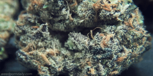 weedporndaily:  Girl Scout Cookies