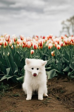 j-k-i-ng:  “Puppy Love🐾💘&quot; by | Nick Verbelchuk