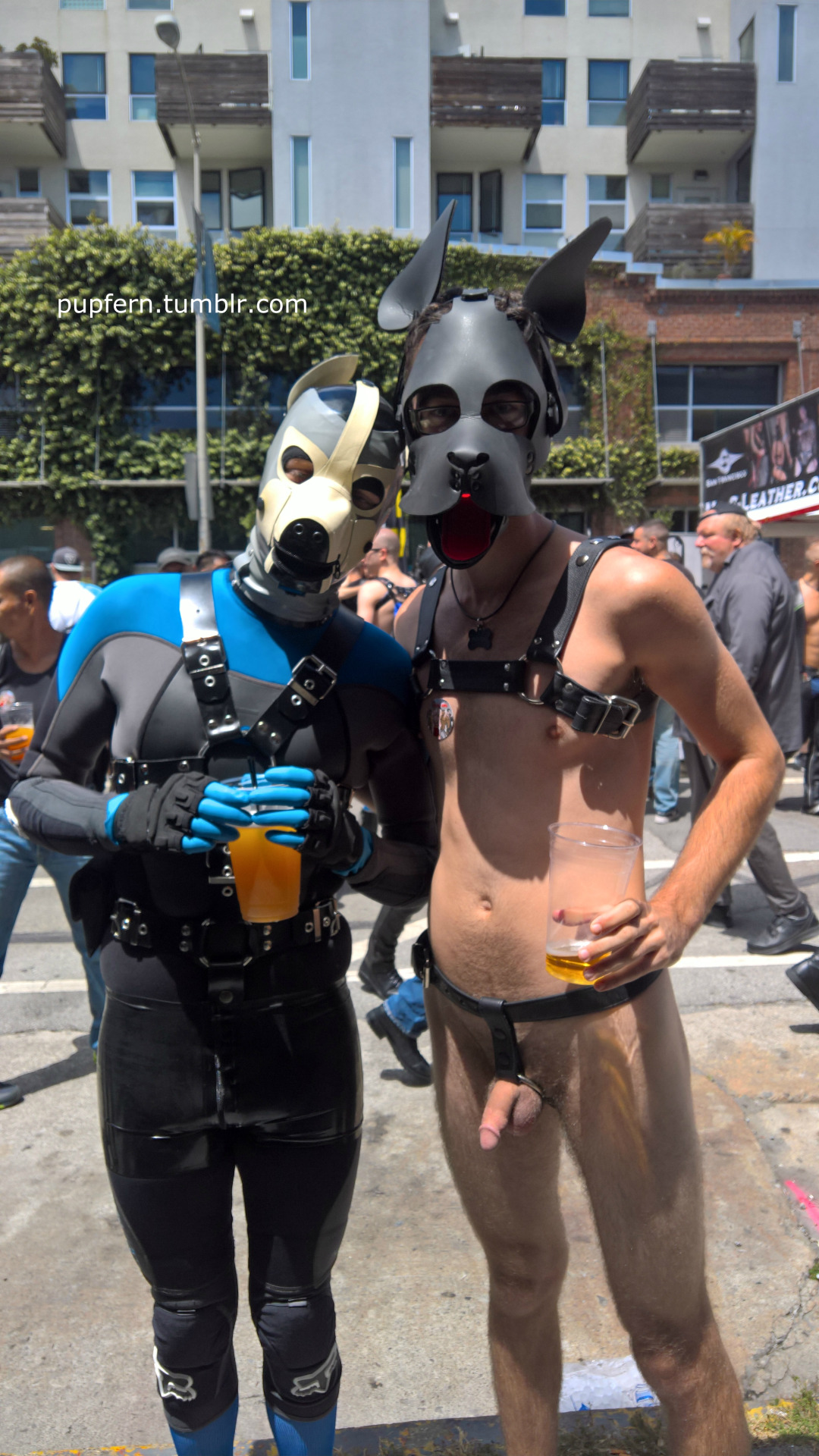 pupfern:  Pup made a new friend! Me: http://recon.com/pupfern Him: http://recon.com/sealskin