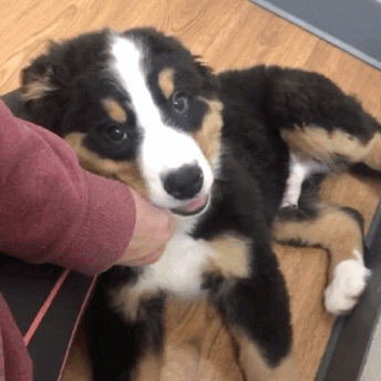 Can I Request A Bernese Stim Board?? 