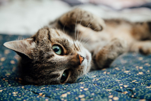 meljammin:Roll over for tummy rubs.