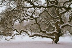 fravery:  Japanese Maple Tree in Winter 